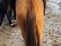 Mare, Thoroughbred horse — photo 6