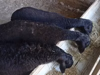 Ram, Hissar sheep — photo 7