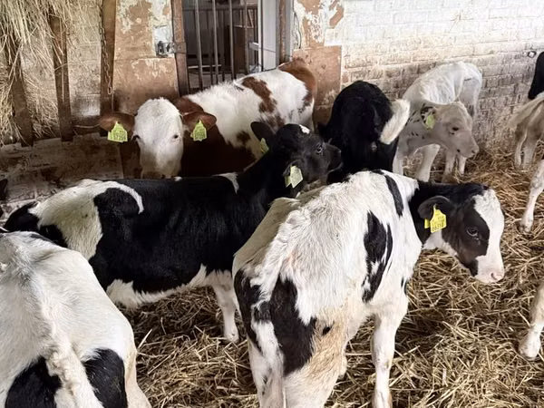 公牛, Cattle
