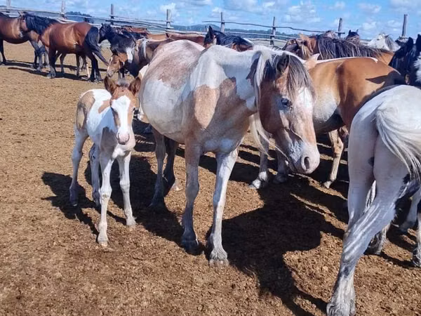 Mare, Horses — Kazakhstan