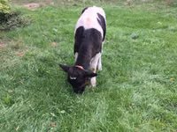 Гов, Russian Black pied cattle — акс 5