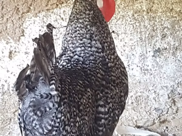 Chickens — Uzbekistan