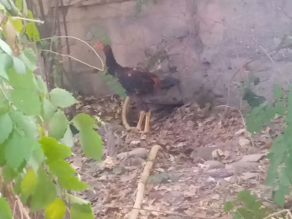 Chickens — Kyrgyzstan