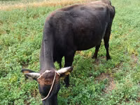 Vaca, Ganado vacuno — foto 6