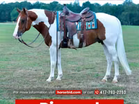 घोड़ा, Quarter Horse — फ़ोटो 1