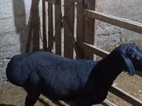 Bagge, Hissar sheep — foto 3