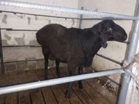 公羊, Sheep — 照片 1