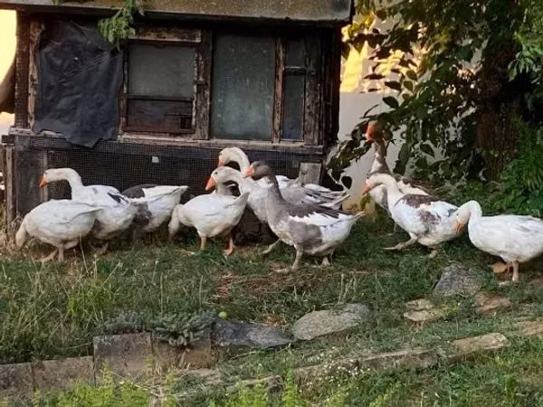 Geese