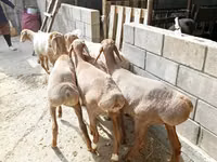 Sheep, Arashan sheep — photo 5
