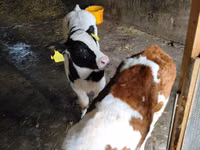 Cattle (batch, sex not specified), Cattle — photo 5