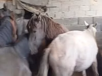 Ձի, Ձիեր — լուսանկար 2