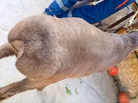 Ram, Hissar sheep — photo 4