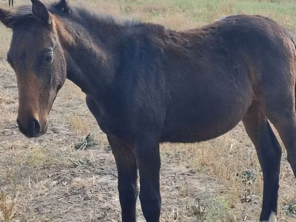 수말, Thoroughbred horse