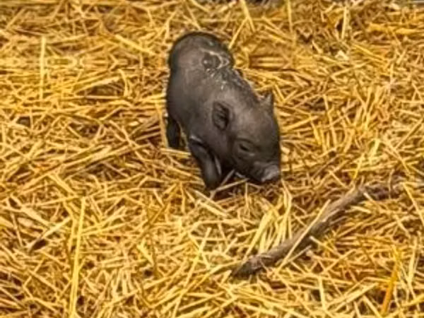 Boar,  — Hungary