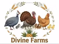 Turkeys — акс 3