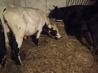 Bulle, Holstein-Rasse — Foto 2