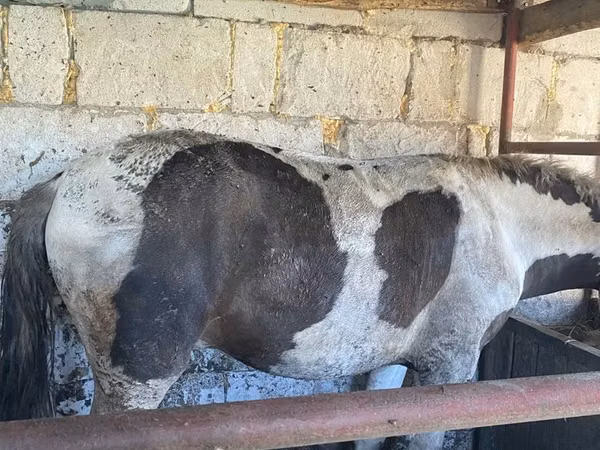 Horse (M), Horses — Kazakhstan