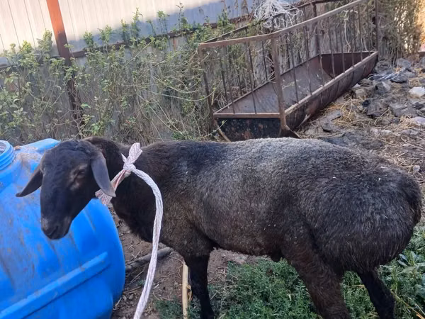 Ram, Hissar sheep — Kyrgyzstan