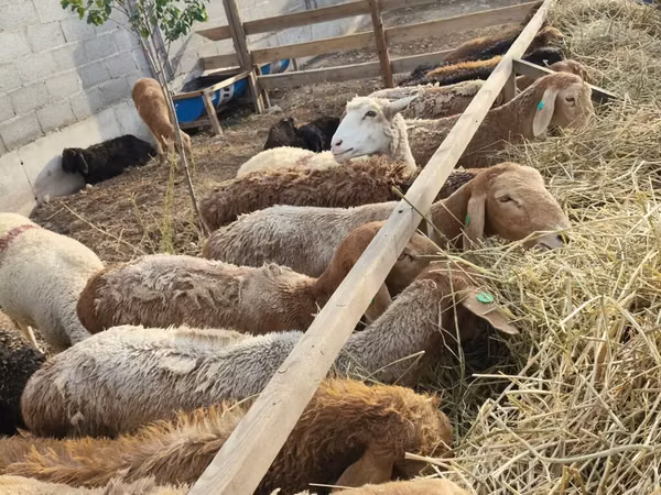 Sheep, Sheep