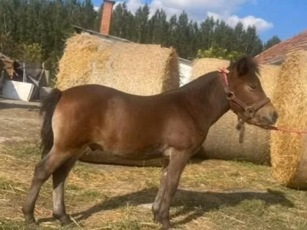 Horse (M), Horses — Hungary
