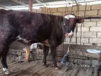 Toro, Bovini — foto 3