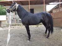 اسب نر, Budyonny horse — عکس 4