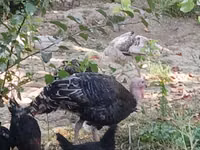 Turkeys — foto 5