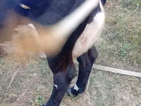 Cow, Simmental cattle — photo 5