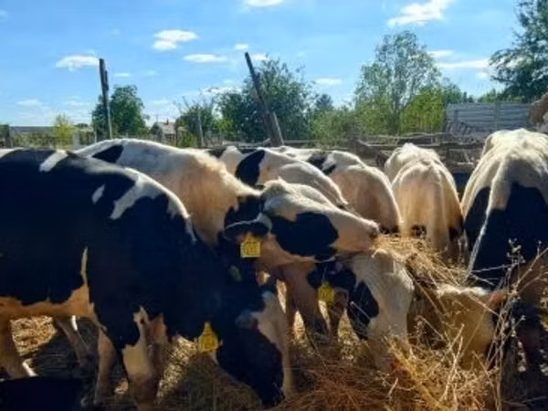Stier, Russian Black pied cattle