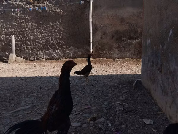 Chickens — Azerbejdżan