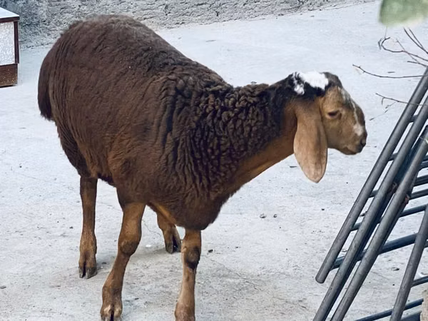 የጎትት አውራ በግ, Sheep — ኡዝቤኪስታን
