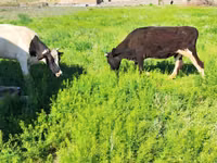Cow, Latvian Blue cattle — photo 2
