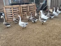 Geese — 3 зураг