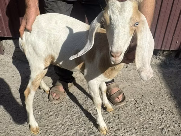 Goat, Nubian Goat — Kyrgyzstan