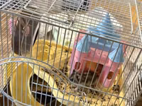 3 eded hamster qefes ve apilkasi ile birlikde verirem 2 eded bala — foto 2
