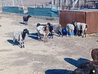 Sheep, Sheep — photo 2