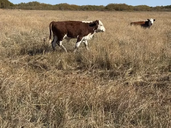 Cattle (batch, sex not specified), Hereford — Kazakhstan