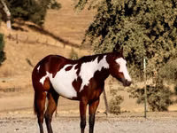 Mare, National Show Horse — photo 4