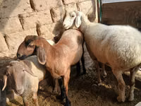 Oveja, Ovejas — foto 5