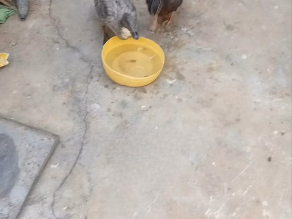 Ducks — Kenya