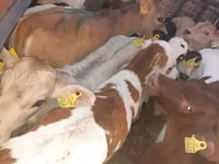 Sığır (parti, cinsiyet belirtilmedi), Simmental cattle — foto 3