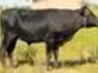 Bovini (lotto, sesso non specificato), Aberdeen Angus — foto 4