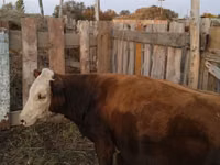 Bull, Cattle — photo 3