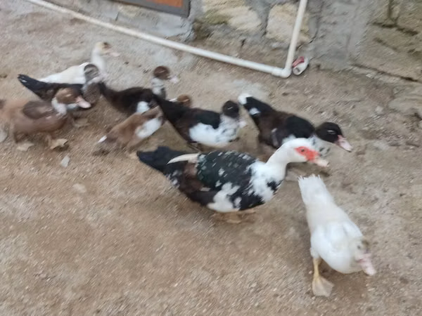 Ducks