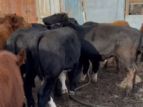ወንድ በሬ, Auliekol breed