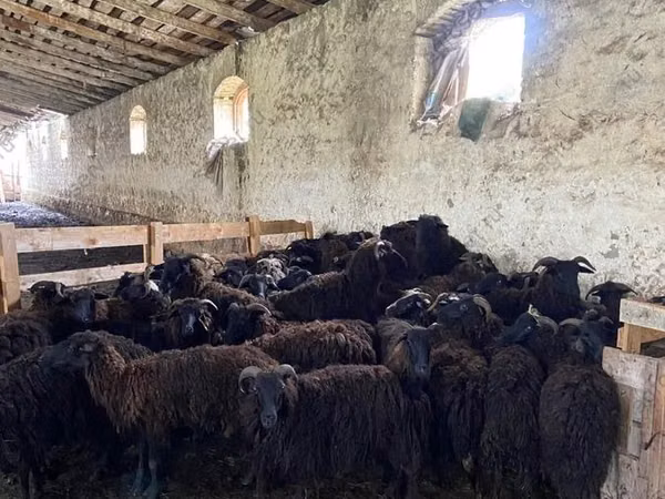 Sheep, Sheep