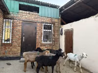 بھیڑ, Rhon sheep — تصویر 3