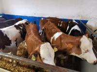 Bou, Simmental cattle — foto 2