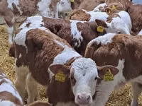 Skot (série, pohlaví neuvedeno), Simmental cattle — foto 4