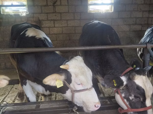 Krava, Simmental cattle — Киргистан